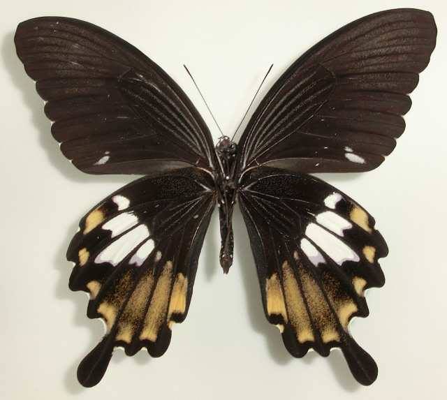 Papilio nephelus chaon (aberration, guangxi,china) (Internet Image property of respective owner, non-commercial use only)